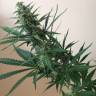 купить семена конопли Chuy Valley feminised Bang Seeds купить семена конопли Chuy Valley feminised Bang Seeds