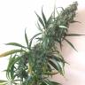 семена конопли в России Chuy Valley feminised Bang Seeds семена конопли в России Chuy Valley feminised Bang Seeds
