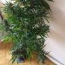 семена культурной конопли купить Chuy Valley feminised Bang Seeds семена культурной конопли купить Chuy Valley feminised Bang Seeds