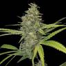 Auto G14 regular Ganja Seeds