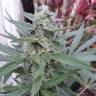 хорошие семена конопли Auto G14 regular