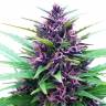 заказать качественные семена конопли Shaman regular Dutch Passion Seeds заказать качественные семена конопли Shaman regular Dutch Passion Seeds