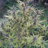 семена конопли наложенным платежом Shaman regular Dutch Passion Seeds семена конопли наложенным платежом Shaman regular Dutch Passion Seeds