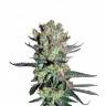 семена конопли в интернете Smile feminised Kannabia Seeds