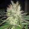 семена конопли гидропоники Smile feminised Kannabia Seeds