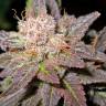 семена конопли дешево Smile feminised Kannabia Seeds