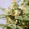 семена конопли в фирменной упаковке Smile feminised Kannabia Seeds