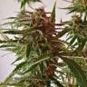 семена конопли Россия Auto Lennon feminised Pyramid Seeds
