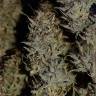 семена конопли с доставкой Auto Northern Light feminised Royal Queen