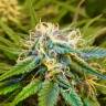 заказать качественные семена конопли Auto Cream Caramel feminised Sweet Seeds