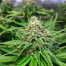 заказать на сайте семена конопли Auto Cream Caramel feminised Sweet Seeds