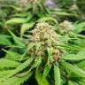 где можно заказать семена конопли Auto Cream Caramel feminised Sweet Seeds