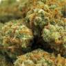 семена конопли в оригинальных упаковках Indian Kush feminised VIP Seeds