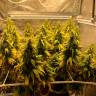 Недорогие семена марихуаны Auto Gagarin 2 feminised Ganja Seeds
