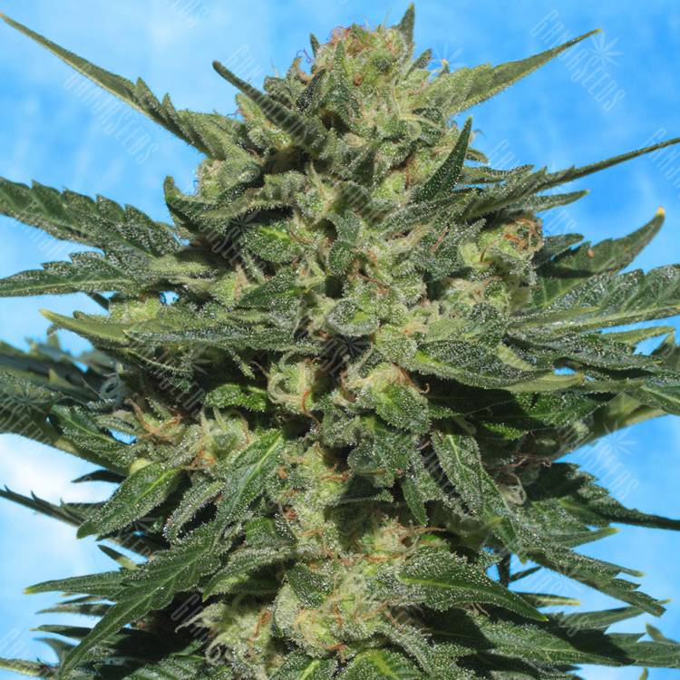 автоцветущие семена конопли Auto White Russian feminised автоцветущие семена конопли Auto White Russian feminised