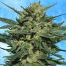 автоцветущие семена конопли Auto White Russian feminised автоцветущие семена конопли Auto White Russian feminised