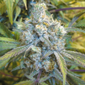 качественные семена конопли Super Silver Haze feminised
