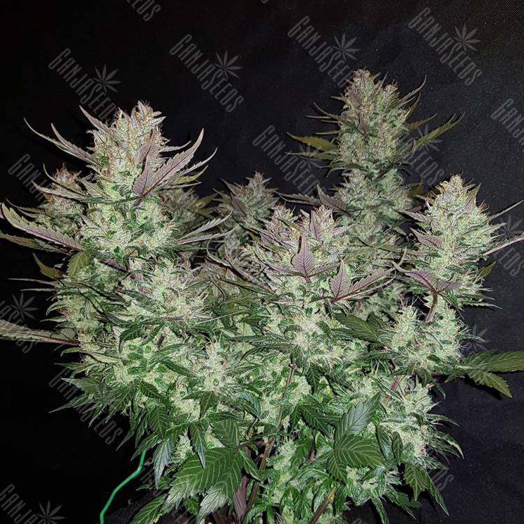 заказ семян конопли Auto Dark Devil feminised заказ семян конопли Auto Dark Devil feminised