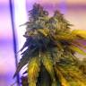 семена конопли Спб Erlik feminised Bang Seeds