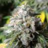 семена конопли курьером Erlik feminised Bang Seeds