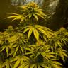 качественные семена конопли Critical Kush feminised Barneys Farm