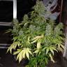 семена сортовой конопли Critical Kush feminised Barneys Farm