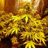 урожайные семена конопли Critical Kush feminised Barneys Farm