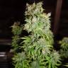 семена конопли f1 в оригинальной упаковке Critical Kush feminised Barneys Farm