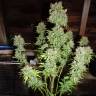 семена конопли феминизированные Critical Kush feminised Barneys Farm