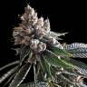 семена конопли дешево Golden Lemons feminised DNA Genetics