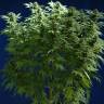семена конопли Россия Skunk #1 regular Dutch Passion Seeds семена конопли Россия Skunk #1 regular Dutch Passion Seeds