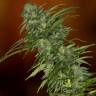 заказ семян конопли Спб Skunk #1 regular Dutch Passion Seeds заказ семян конопли Спб Skunk #1 regular Dutch Passion Seeds