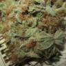семена конопли интернет магазин The Church CBD feminised Green House Seeds