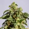 семена сортовой конопли Skunk+ feminised Kannabia Seeds