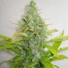 семена конопли интернет магазин Skunk+ feminised Kannabia Seeds