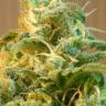 семена конопли f1 в оригинальной упаковке Skunk+ feminised Kannabia Seeds