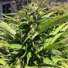 семена конопли недорого Northern Light regular Nirvana Seeds семена конопли недорого Northern Light regular Nirvana Seeds