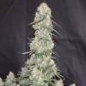 где заказать семена конопли Auto Blueberry feminised