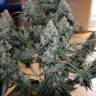 заказать качественные семена конопли Auto Blueberry feminised