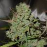 заказать на сайте семена конопли Auto Blueberry feminised