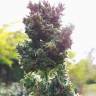 где можно заказать семена конопли Auto Blueberry feminised