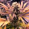 семена конопли автоцвет Auto Blueberry feminised