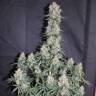 хорошие семена конопли Auto Blueberry feminised