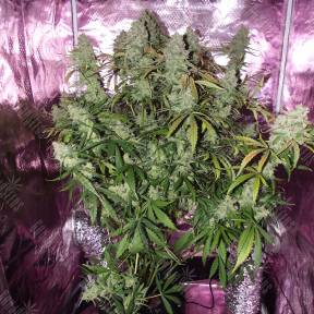 The Ultimate feminised Ganja Seeds