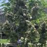 купить семена конопли с доставкой в рф Opium feminised