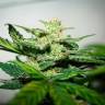 семена конопли феминизированные Auto Bomb feminised Green House Seeds