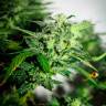 семена конопли в оригинальных упаковках Auto Bomb feminised Green House Seeds