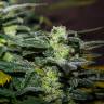 семена конопли недорого Auto Bomb feminised Green House Seeds