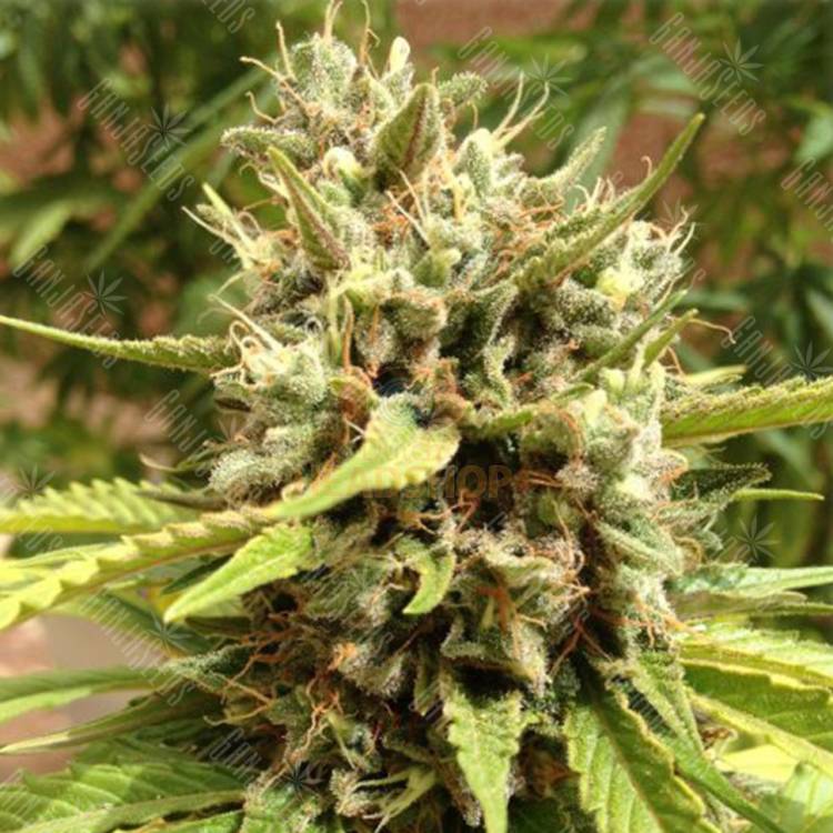 Auto Blueberry feminised Dutch Passion Seeds Auto Blueberry feminised Dutch Passion Seeds