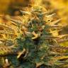 Auto Jack 47 feminised RuSeeds Auto Jack 47 feminised RuSeeds